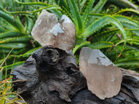 Natural Smokey Quartz Crystal Specimens x 12 From Zomba, Malawi