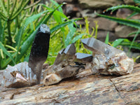 Natural Smokey Quartz Crystal Specimens x 12 From Zomba, Malawi