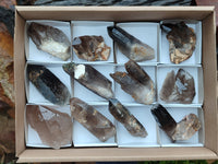 Natural Smokey Quartz Crystal Specimens x 12 From Zomba, Malawi