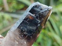 Natural Smokey Quartz Crystal Specimens x 12 From Zomba, Malawi