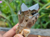 Natural Smokey Quartz Crystal Specimens x 12 From Zomba, Malawi