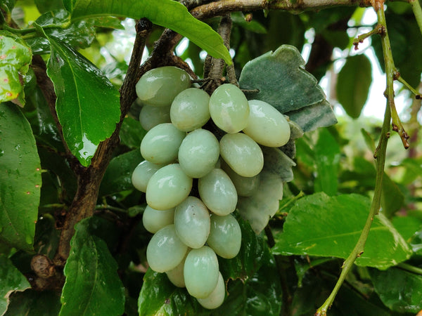 Polished Nephrite Jade Hanging Bunch of Grapes with Green Quartzite Leaves - Sold Per Item - From Zimbabwe