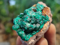 Natural Dioptase On Dolomite Specimens x 12 From Likasi, Congo