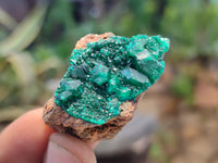 Natural Dioptase On Dolomite Specimens x 12 From Likasi, Congo