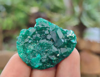 Natural Dioptase On Dolomite Specimens x 12 From Likasi, Congo