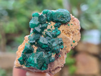 Natural Dioptase On Dolomite Specimens x 12 From Likasi, Congo