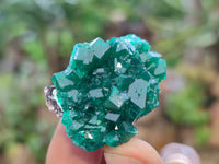 Natural Dioptase On Dolomite Specimens x 12 From Likasi, Congo