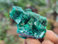 Natural Dioptase On Dolomite Specimens x 12 From Likasi, Congo