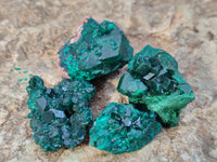 Natural Dioptase On Dolomite Specimens x 12 From Likasi, Congo