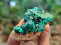 Natural Dioptase On Dolomite Specimens x 12 From Likasi, Congo