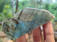 Polished On One Side Labradorite x 12 From Tulear, Madagascar