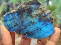 Polished On One Side Labradorite x 12 From Tulear, Madagascar