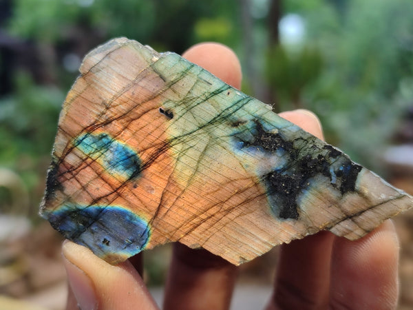 Polished On One Side Labradorite x 12 From Tulear, Madagascar