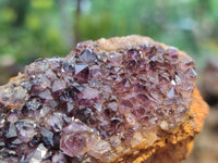 Natural Amethystos Amethyst Clusters x 12 From Kwaggafontein, South Africa