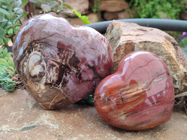 Polished Podocarpus Petrified Wood Hearts x 2 From Mahajanga, Madagascar