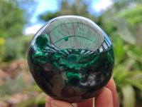 Polished Flower Banded Malachite Eggs x 2 From Congo