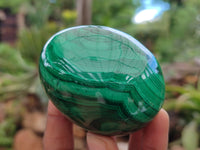 Polished Flower Banded Malachite Eggs x 2 From Congo