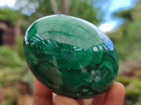 Polished Flower Banded Malachite Eggs x 2 From Congo