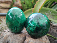 Polished Flower Banded Malachite Eggs x 2 From Congo