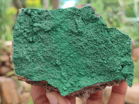 Natural Botryoidal Malachite Specimens x 5 From Congo