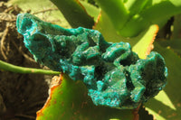 Natural Dioptase On Dolomite Specimens x 4 From Likasi, Congo