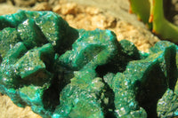 Natural Dioptase On Dolomite Specimens x 4 From Likasi, Congo