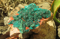 Natural Dioptase On Dolomite Specimens x 4 From Likasi, Congo