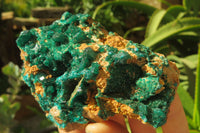 Natural Dioptase On Dolomite Specimens x 4 From Likasi, Congo