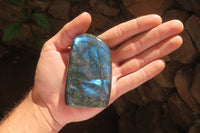 Polished Labradorite Standing Free Forms x 6 From Tulear, Madagascar