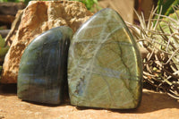 Polished Labradorite Standing Free Forms x 6 From Tulear, Madagascar