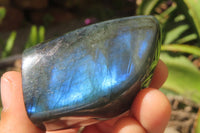 Polished Labradorite Standing Free Forms x 6 From Tulear, Madagascar