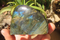 Polished Labradorite Standing Free Forms x 6 From Tulear, Madagascar