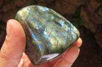 Polished Labradorite Standing Free Forms x 6 From Tulear, Madagascar