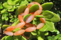 Polished Carnelian Agate Barrel Shaped Beaded Necklace - Sold per Item - From Botswana