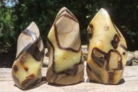 Polished Septerye Flame Sculptures x 6 From Madagascar