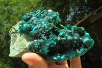 Natural Dioptase Cabinet Specimen x 1 From Congo