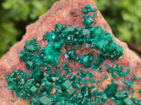 Natural Dioptase Cabinet Specimen x 1 From Reneville Brazzaville, Congo