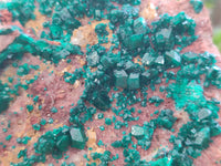 Natural Dioptase Cabinet Specimen x 1 From Reneville Brazzaville, Congo