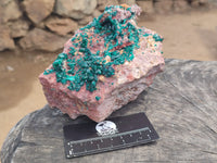 Natural Dioptase Cabinet Specimen x 1 From Reneville Brazzaville, Congo