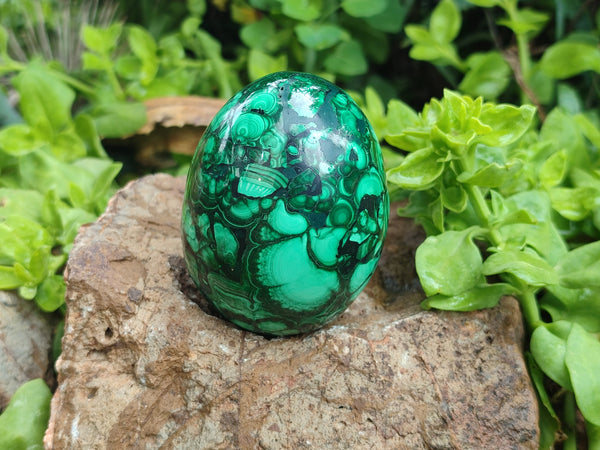 Polished Flower Banded Malachite Gemstone Eggs x 2 From Congo