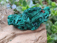 Natural Silky Malachite Specimens x 5 From Kasompe, Congo