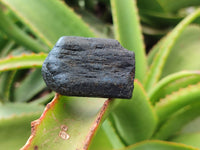 Natural Alluvial Schorl Black Tourmaline Crystals x 35 From Zimbabwe