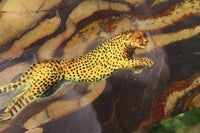 Hand Made Cheetah Decoupage Stone Slabs x 7 From Southern Africa