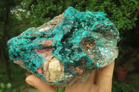 Natural Dioptase Cabinet Specimen x 1 From Reneville Brazzaville, Congo