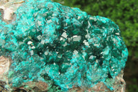 Natural Dioptase Cabinet Specimen x 1 From Reneville Brazzaville, Congo