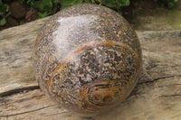 Polished Snakeskin Jasper Sphere x 1 From Australia