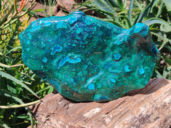 Polished Malacolla Free Form x 1 From Kalukundi Mine, Congo