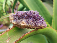 Natural Amethystos Amethyst Clusters x 35 From Kwaggafontein, South Africa