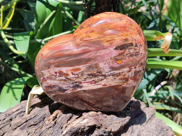 Polished Podocarpus Petrified Wood Heart x 1 From Mahajanga, Madagascar