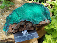 Natural Botryoidal Malachite Specimen x 1 From Tenke Fungurume, Congo